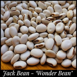 May include: A close-up of a pile of white beans with brown markings. The beans are known as Jack Beans or Wonder Beans.