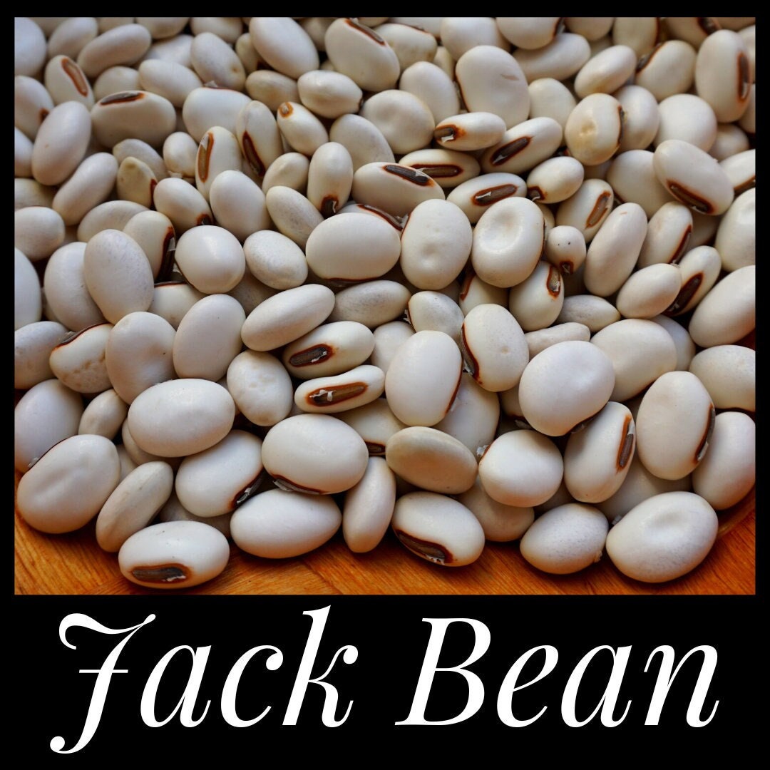 10 Jack Bean Seeds, Agroforestry Cover Crop Seeds, Food Forest