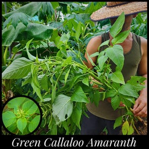 20 &#39;Green Callaloo&#39; Seeds, Green Leaf Amaranth Seeds, Tropical Spinach, Amaranthus spinosus, Seed The Stars,Florida Seeds Caribbean Callaloo