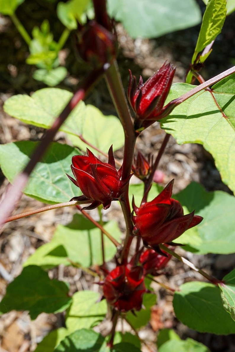 Roselle Seeds Jamaican Sorrel Seeds Florida Cranberry | Etsy