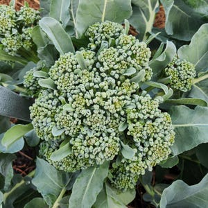 May include: Close-up of fresh broccoli florets with a light green hue, surrounded by large, gray-green leaves. The broccoli heads are tightly packed with small, rounded buds, showcasing a natural, organic appearance. The image highlights the texture and color of the vegetable.