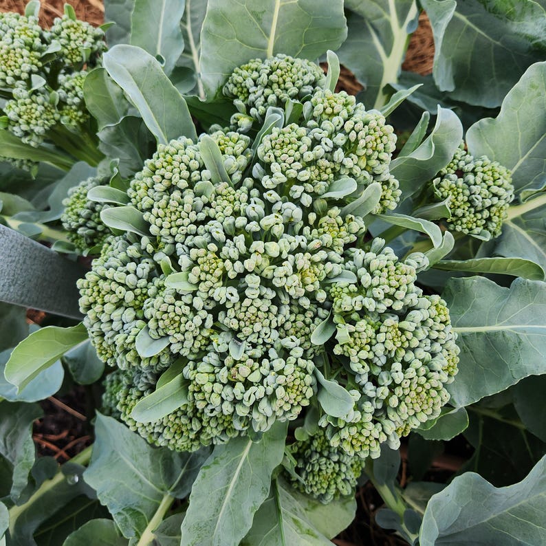 May include: Close-up of fresh broccoli florets with a light green hue, surrounded by large, gray-green leaves. The broccoli heads are tightly packed with small, rounded buds, showcasing a natural, organic appearance. The image highlights the texture and color of the vegetable.