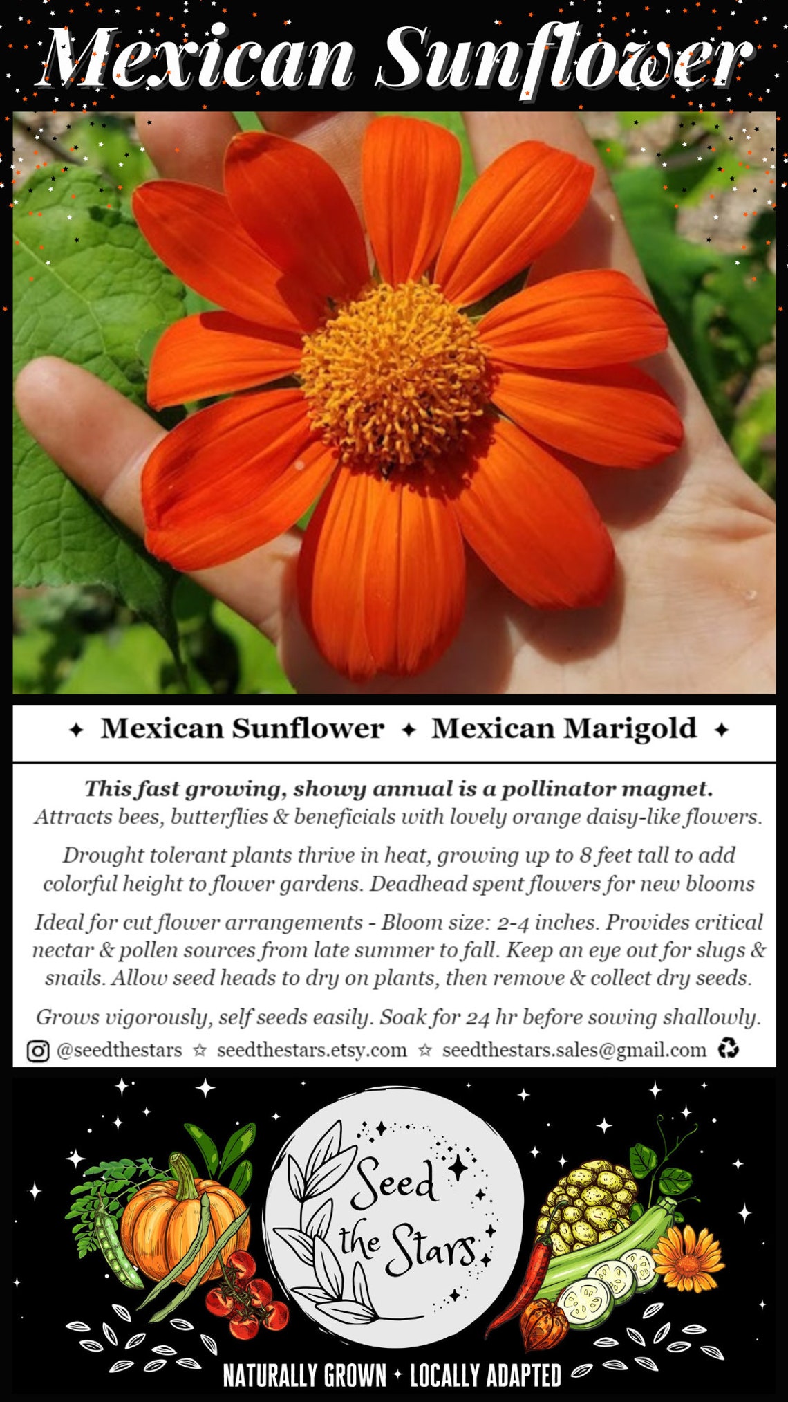 20 Mexican Sunflower Seeds Mexican Marigold Seeds Tithonia Etsy