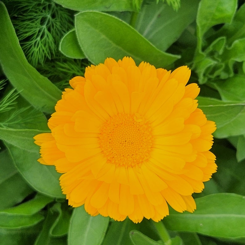 Find Seed Packets At: seedthestars.etsy.com 

20 Calendula Seeds, Pot Marigold, Calendula officinalis, Flowering Herb, Orange Flowers, Natural Food Color, Saffron, Seed The Stars Organic Seeds