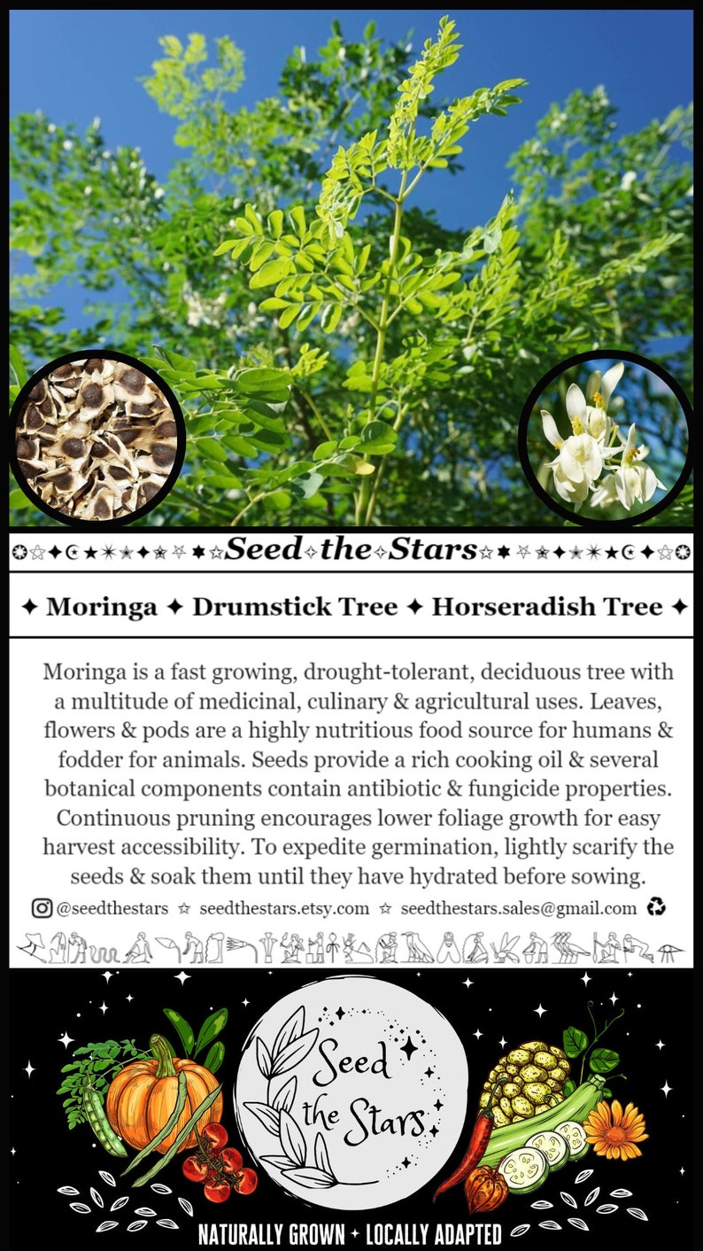 May include: Image of a Moringa tree with green leaves and white flowers against a blue sky. The image includes close-ups of seeds and flowers. Text on the image reads "Seed the Stars" and describes the tree's uses.