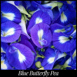 15 &#39;Blue Butterfly Pea&#39; Seeds, Butterfly Garden, edible flowers, Perennial, gardening seeds, permaculture, Clitoria ternatea, Darwin pea