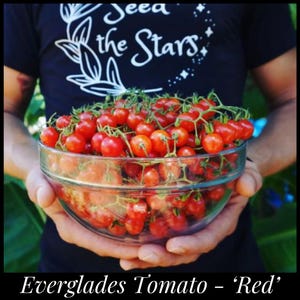 May include: A glass bowl filled with red cherry tomatoes. The bowl is being held by a person wearing a black t-shirt with the text "Seed the Stars" printed on it.