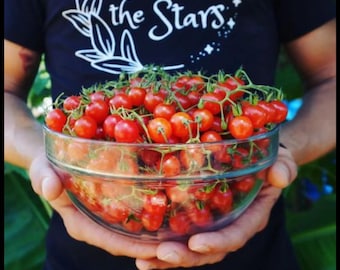 20 Florida Everglades Tomato Seeds. Drought & heat tolerant, disease resistant! Solanum pimpinellifolium Heirloom Currant Tomato Seeds