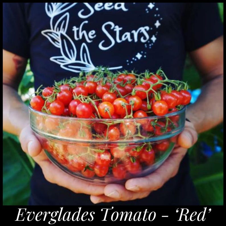 May include: A glass bowl filled with red cherry tomatoes. The bowl is being held by a person wearing a black t-shirt with the text "Seed the Stars" printed on it.