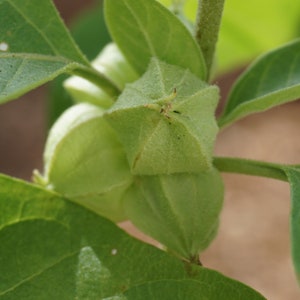 May include: Close-up of a green plant with several small, closed, green seed pods.