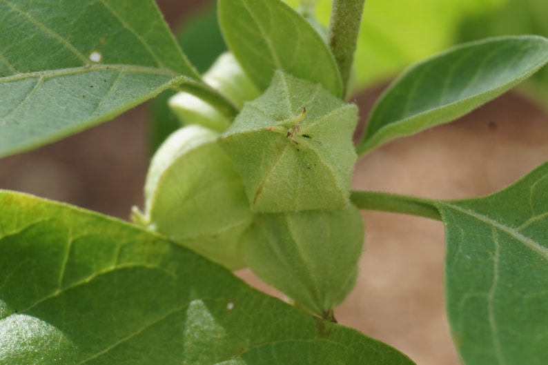 May include: Close-up of a green plant with several small, closed, green seed pods.