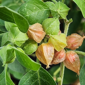 May include: Close-up of a cluster of small, orange-brown, papery fruits with green leaves. The fruits are clustered together on a thin stem.