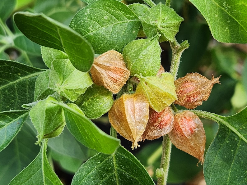 May include: Close-up of a cluster of small, orange-brown, papery fruits with green leaves. The fruits are clustered together on a thin stem.