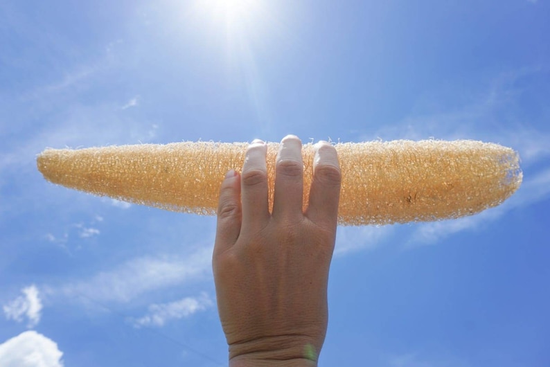 May include: A hand holds a natural loofah sponge against a bright blue sky with white clouds. The loofah is light brown and has a rough texture.