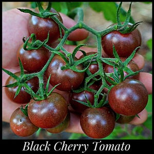 20 &#39;Black Cherry&#39; Tomato Seeds, Seed The Stars, Florida Heirloom Tomato Seeds, Florida seeds, Dark Tomato Seeds, Organic Tomato Seeds