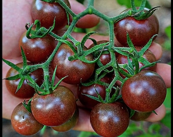 20 'Black Cherry' Tomato Seeds, Seed The Stars, Florida Heirloom Tomato Seeds, Florida seeds, Dark Tomato Seeds, Organic Tomato Seeds