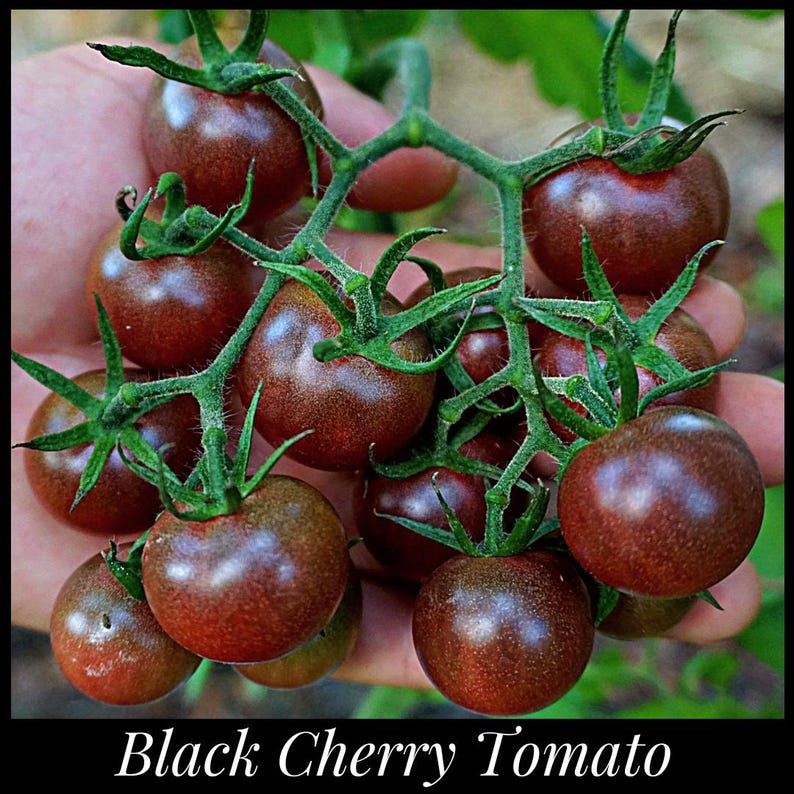 Pu&ograve; includere: Una mano che tiene un grappolo di piccoli pomodori ciliegino rosso scuro su una vite. I pomodori si chiamano "Black Cherry Tomato".