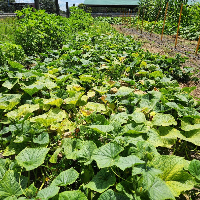 May include: A field of green leafy plants growing in rows. The plants have large, wide leaves and are growing in a garden setting.