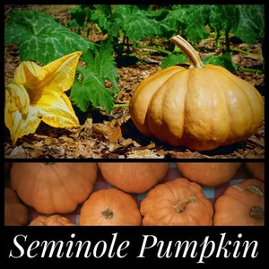 10 SEMINOLE PUMPKIN SEEDS - Heat Tolerant Pumpkin, Florida Pumpkin, Cucurbita moschata seeds, Florida Seeds, squash seeds, Seed The Stars