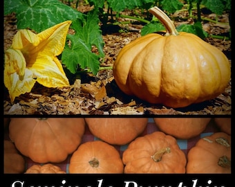 10 SEMINOLE PUMPKIN SEEDS - Heat Tolerant Pumpkin, Florida Pumpkin, Cucurbita moschata seeds, Florida Seeds, squash seeds, Seed The Stars