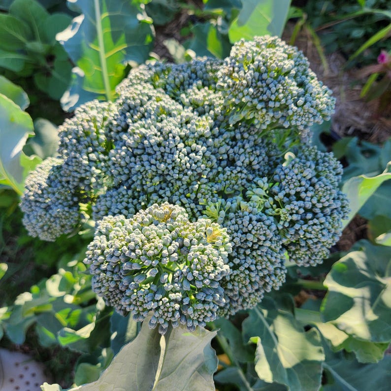 May include: A close-up shot of a fresh broccoli head with a vibrant green hue. The broccoli florets are tightly packed, creating a textured surface. Large green leaves surround the broccoli, suggesting a garden setting.