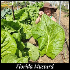 50 'Florida Broadleaf Mustard' Seeds, Southern Heirloom Mustard Greens, Florida Seeds, Seed The Stars, Brassica juncea seeds Florida Mustard