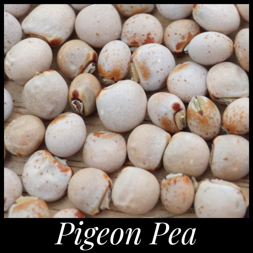 20 Pigeon Pea Seeds Cajanus Cajan Seeds, A Drought Tolerant Perennial