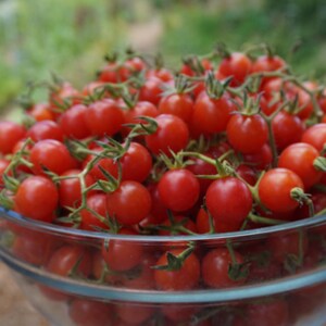 May include: A glass bowl filled with fresh, red cherry tomatoes. The tomatoes are arranged in a cluster, with some stems and leaves still attached.
