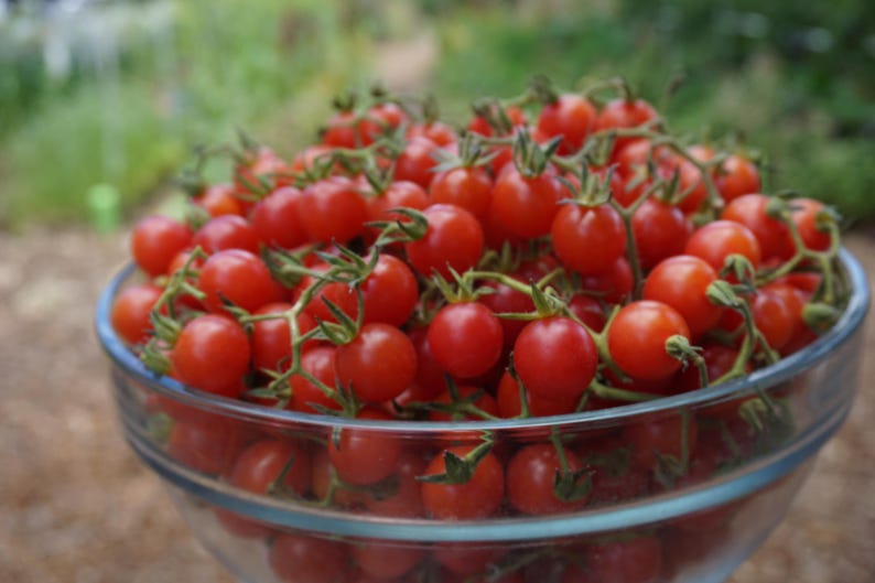 May include: A glass bowl filled with fresh, red cherry tomatoes. The tomatoes are arranged in a cluster, with some stems and leaves still attached.