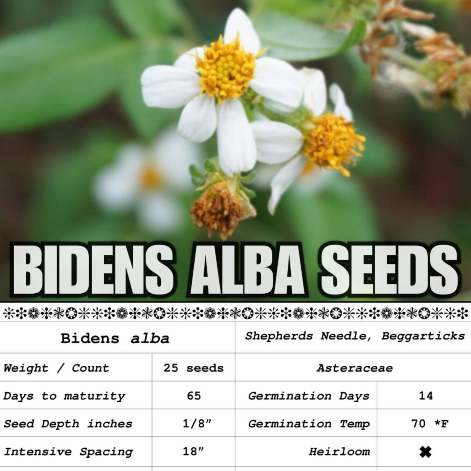 25 Fresh Seeds Bidens alba Spanish Needles Shepherds Needles Etsy