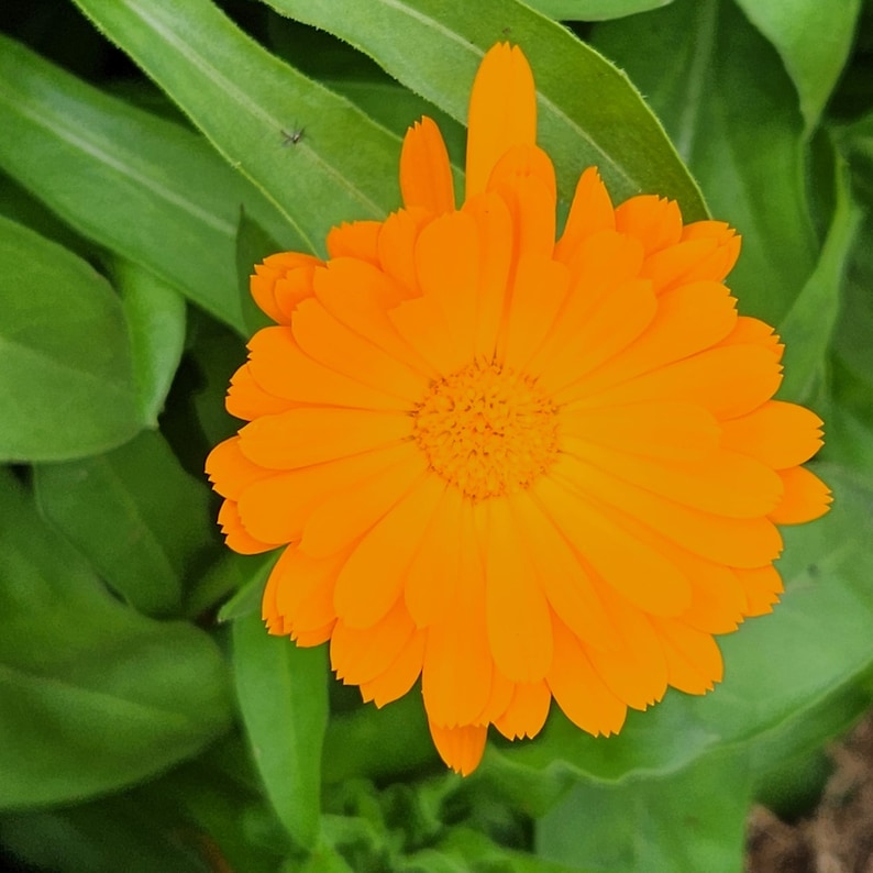 SeedTheStars Calendula Seeds