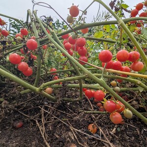 20 Florida Everglades Tomato Seeds. Drought & heat tolerant, disease resistant! Solanum pimpinellifolium Heirloom Currant Tomato Seeds image 11
