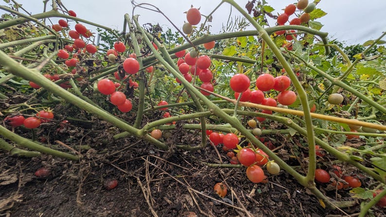 20 Florida Everglades Tomato Seeds. Drought & heat tolerant, disease resistant! Solanum pimpinellifolium Heirloom Currant Tomato Seeds image 11