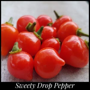 25 Sweety Drop Pepper Seeds, Heirloom Red Biquinho Seeds, Brazilian Pepper, Peruvian Pepper, Little Beak, Pearl Pepper, Capsicum chinense