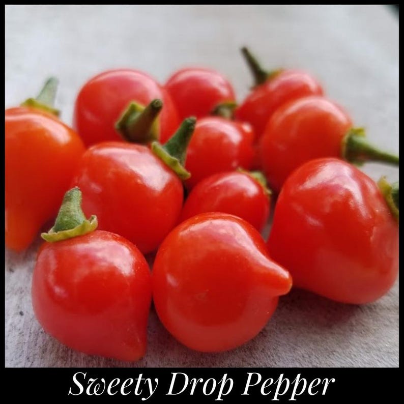 25 'sweety Drop' Pepper Seeds, Heirloom Red Biquinho Seeds, Brazilian ...