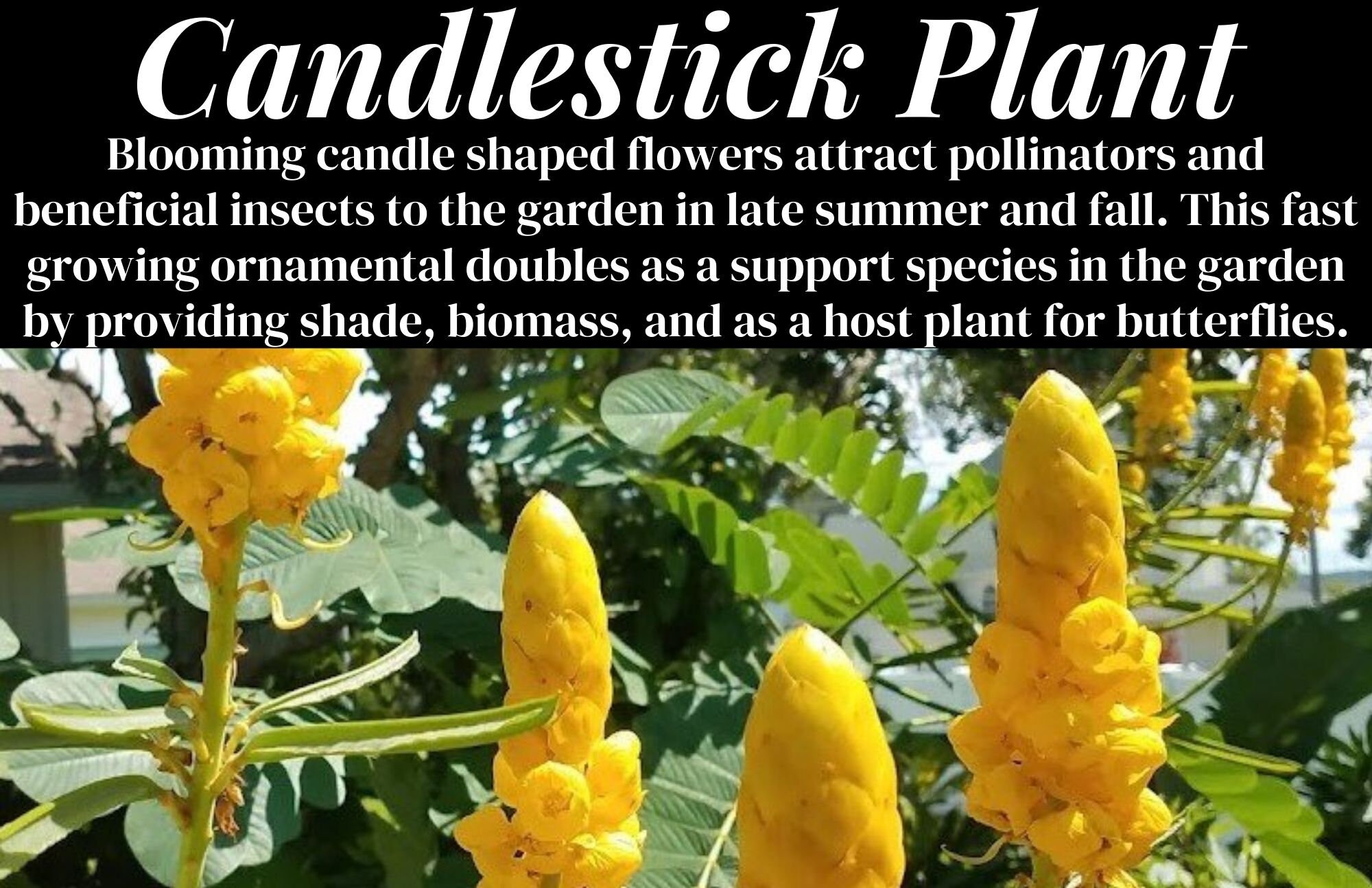 20 Candlestick Senna Seeds Empress Candle Plant Candlestick Etsy