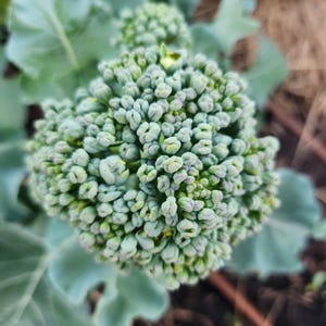 May include: Close-up of a fresh broccoli head with tightly packed, small, light green florets. The broccoli is surrounded by large, light green leaves, with a blurred background of brown soil and other plants. The image highlights the texture and color of the vegetable.