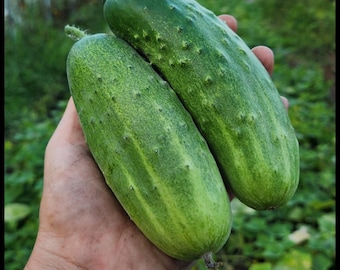 20 Pickling Cucumber Seeds, 'Common Wealth' Disease Resistant Pickling Cucumber Variety Open Pollinated, Organic Seed The Stars Non-GMO Seed
