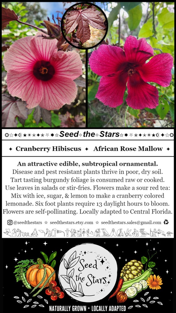 Rose Mallow Italian Bulk Hair Blend Rose Mallow Italian Bulk Hair Blend
