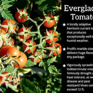 May include: Close-up of a tomato plant with bright red, ripe tomatoes. The plant is labeled "Everglades Tomato" and describes the tomato as a locally adaptive heirloom currant tomato that produces exceptionally well in hot, humid weather. The text also describes the tomato as prolific, with marble-sized fruit that delivers huge flavor in a tiny package. The plant is described as vigorously sprawling, with indeterminate vines that are famously drought and heat tolerant, as well as disease and pest resistant. The vines can exceed 12 feet.