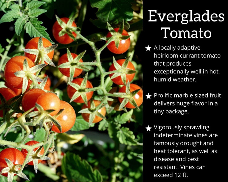 May include: Close-up of a tomato plant with bright red, ripe tomatoes. The plant is labeled "Everglades Tomato" and describes the tomato as a locally adaptive heirloom currant tomato that produces exceptionally well in hot, humid weather. The text also describes the tomato as prolific, with marble-sized fruit that delivers huge flavor in a tiny package. The plant is described as vigorously sprawling, with indeterminate vines that are famously drought and heat tolerant, as well as disease and pest resistant. The vines can exceed 12 feet.