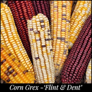 May include: Close-up of various colorful corn cobs, including yellow, red, and multicolored varieties. The kernels are tightly packed, showcasing a range of hues. The text "Corn Grex - 'Flint & Dent'" is at the bottom.
