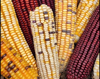 20 Corn Grex Seeds | Rare Flint Corn & Dent Corn Mix | Disease Resistant Heirloom Corn for a Landrace from Florida Virginia Cuba and Hawaii