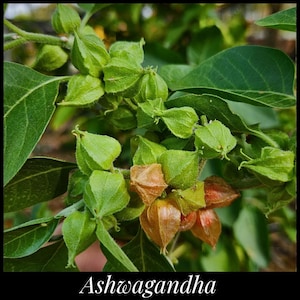 20 Ashwagandha Seeds, Indian Ginseng Seeds, Winter Cherry Seeds, Organic Ashwagandha Seeds Withania somnifera, Ayurvedic Herb Seed The Stars