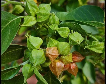 20 Ashwagandha Seeds, Indian Ginseng Seeds, Winter Cherry Seeds, Organic Ashwagandha Seeds Withania somnifera, Ayurvedic Herb Seed The Stars