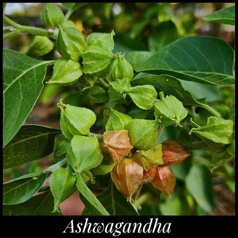May include: Close-up of green Ashwagandha plant with brown seed pods. The plant has large, green leaves.