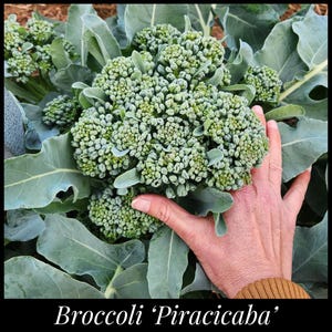 May include: A close-up of a head of broccoli with large, green leaves. The broccoli head is a vibrant green color and is being held by a hand. The text "Broccoli 'Piracicaba'" is at the bottom of the image.