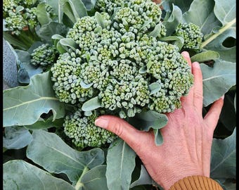 40  ‘Piracicaba’ Brazilian Broccoli Seeds,  Heat-Tolerant Broccoli, Subtropical Broccolini, Florida Broccoli, Open Pollinated, Organic Seeds