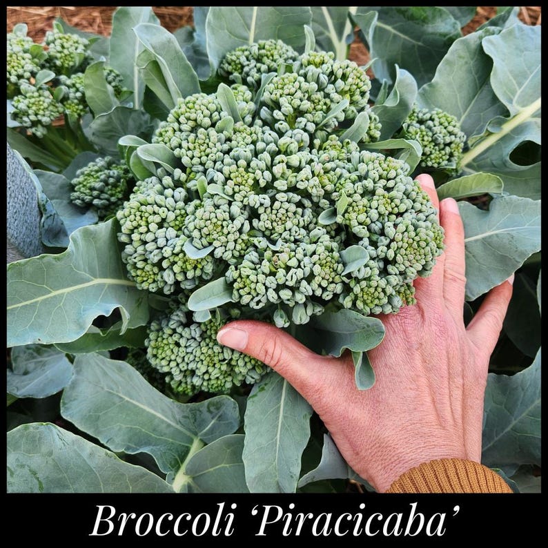 40 Broccoli ‘Piracicaba’ Heirloom Seeds, Brazilian Heat-Tolerant Broccoli, Subtropical Broccolini, Florida Broccoli, Open Pollinated Organic
