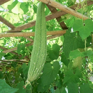 May include: A long, green luffa gourd hanging from a wooden trellis covered in lush green leaves.